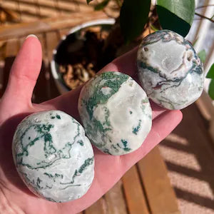 Tree Agate palm stones